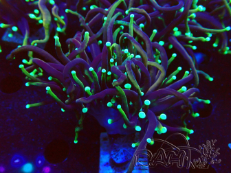 WYSIWYG Euphyllia glabrescens (Mariculture acclimated under LED) 8F5