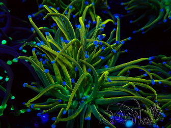 WYSIWYG Euphyllia glabrescens (Maricultura acclimatata sotto LED) 8F6