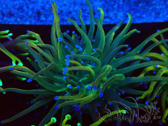 WYSIWYG Euphyllia glabrescens (Maricoltura acclimatato sotto LED) 8N5
