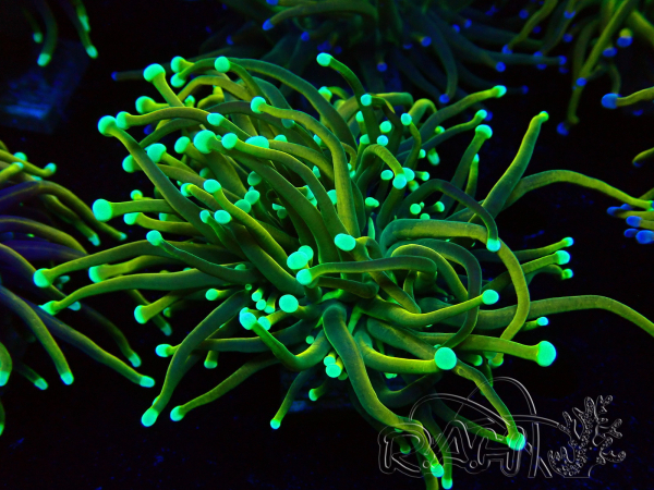 WYSIWYG Euphyllia glabrescens (Marikultur unter LED akklimatisiert) 8N6