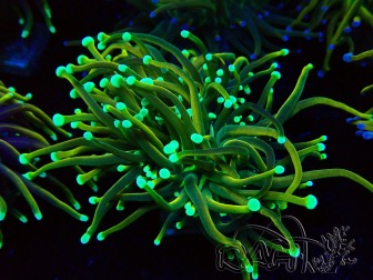 WYSIWYG Euphyllia glabrescens (Mariculture acclimaté sous LED) 8N6