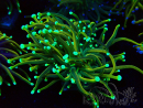 WYSIWYG Euphyllia glabrescens (Maricultura acclimatata sotto LED) 8N6