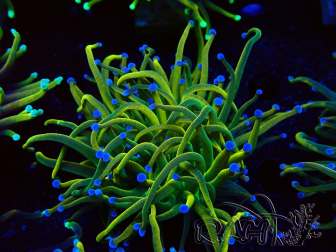 WYSIWYG Euphyllia glabrescens Super Bright (Marikultur unter LED akklimatisiert) 8G1
