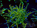 WYSIWYG Euphyllia glabrescens Super Bright (Maricultura aclimatada bajo LED) 8G1