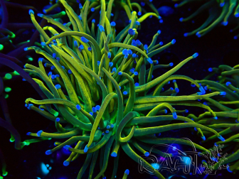 WYSIWYG Euphyllia glabrescens (Mariculture acclimated under LED) 8G2