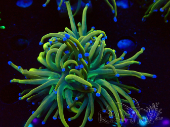 WYSIWYG Euphyllia glabrescens (Marikultur, unter LED akklimatisiert) 8G3
