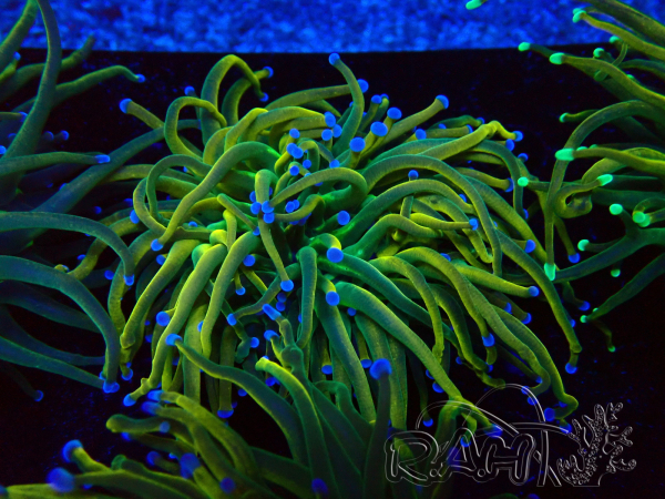 WYSIWYG Euphyllia glabrescens (Maricoltura acclimatata sotto LED) 8G4