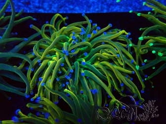 WYSIWYG Euphyllia glabrescens (Maricoltura acclimatata sotto LED) 8G4