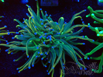 WYSIWYG Euphyllia glabrescens (Mariculture acclimaté sous LED) 8G5