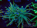 WYSIWYG Euphyllia glabrescens (Mariculture acclimaté sous LED) 8G5