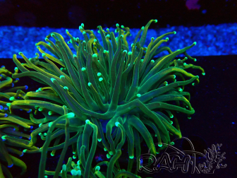WYSIWYG Euphyllia glabrescens (Mariculture acclimaté sous LED) 8G7