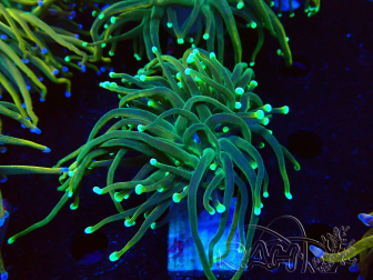 WYSIWYG Euphyllia glabrescens (Mariculture acclimaté sous LED) 8G8