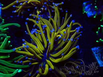 WYSIWYG Euphyllia glabrescens (Mariculture acclimated under LED) 8H5