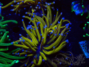 WYSIWYG Euphyllia glabrescens (Mariculture acclimaté sous LED) 8H5