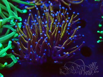 WYSIWYG Euphyllia glabrescens (Mariculture acclimaté sous LED) 8H6
