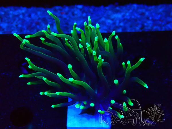 WYSIWYG Euphyllia glabrescens (Mariculture acclimaté sous LED) 8C7