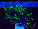WYSIWYG Euphyllia glabrescens (Maricultura acclimatata sotto LED) 8C7
