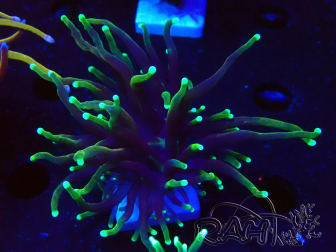 WYSIWYG Euphyllia glabrescens (Mariculture acclimated under LED) 8C7