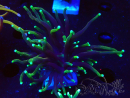 WYSIWYG Euphyllia glabrescens (Mariculture acclimaté sous LED) 8H8