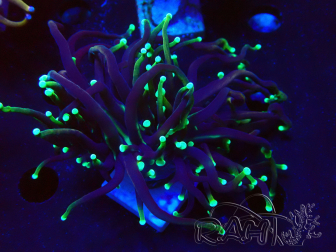 WYSIWYG Euphyllia glabrescens (Mariculture acclimaté sous LED) 8I2