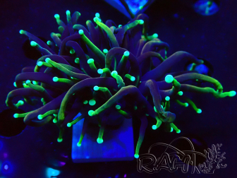 WYSIWYG Euphyllia glabrescens (Mariculture acclimaté sous LED) 8I3