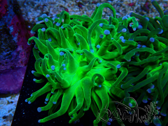 WYSIWYG Euphyllia glabrescens (Mariculture acclimaté sous LED) 8A1
