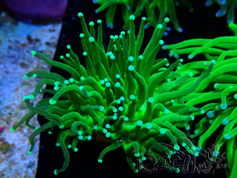 WYSIWYG Euphyllia glabrescens (Unter LED akklimatisierte Marikultur) 8A2