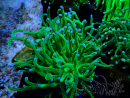WYSIWYG Euphyllia glabrescens (Maricoltura acclimatata sotto LED) 8A3