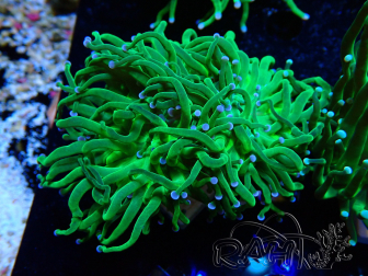WYSIWYG Euphyllia glabrescens (Mariculture acclimated under LED) 8A4