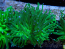 WYSIWYG Euphyllia glabrescens (Marikultur unter LED akklimatisiert) 8A5