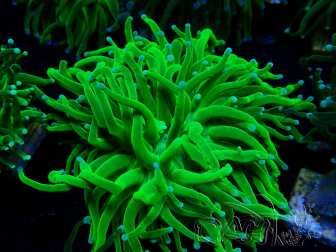 WYSIWYG Euphyllia glabrescens (Mariculture acclimated under LED) 8A6