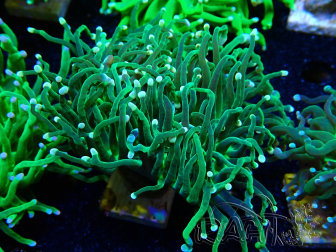 WYSIWYG Euphyllia glabrescens (Marikultur unter LED akklimatisiert) 8M1
