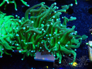 WYSIWYG Euphyllia glabrescens (Mariculture acclimaté sous LED) 8A8
