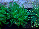 WYSIWYG Euphyllia glabrescens (Maricoltura acclimatata sotto LED) 8B1