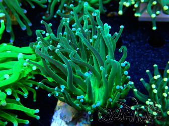WYSIWYG Euphyllia glabrescens (Mariculture acclimaté sous LED) 8B2