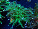 WYSIWYG Euphyllia glabrescens (Aquakultur akklimatisiert unter LED) 8B3