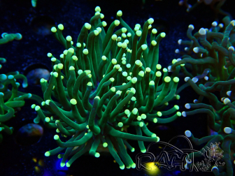 WYSIWYG Euphyllia glabrescens (Mariculture acclimated under LED) 8B4