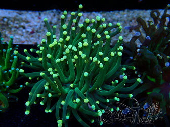 WYSIWYG Euphyllia glabrescens (Mariculture acclimaté sous LED) 8B5