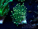 WYSIWYG Euphyllia glabrescens (Maricoltura acclimatata sotto LED) 8B6
