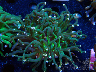WYSIWYG Euphyllia glabrescens (Mariculture acclimaté sous LED) 8B7