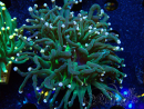 WYSIWYG Euphyllia glabrescens (Mariculture acclimaté sous LED) 8M4