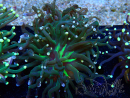 WYSIWYG Euphyllia glabrescens (Mariculture acclimated under LED) 8C1