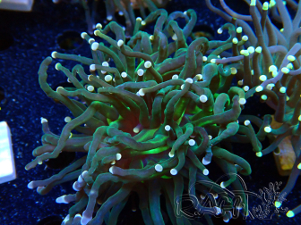 WYSIWYG Euphyllia glabrescens Nuclear Fusion (Mariculture acclimaté sous LED) 8C2