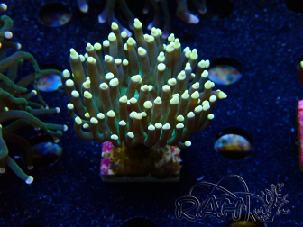 WYSIWYG Euphyllia glabrescens (Maricoltura acclimatata sotto LED) 8C3