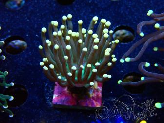 WYSIWYG Euphyllia glabrescens (Mariculture acclimated under LED) 8C4