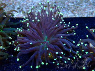 WYSIWYG Euphyllia glabrescens (Mariculture acclimaté sous LED) 8C5