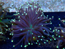 WYSIWYG Euphyllia glabrescens (Acclimated Mariculture under LED) 8C5