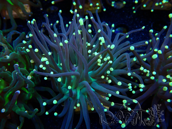 WYSIWYG Euphyllia glabrescens (Mariculture acclimated under LED) 8C6