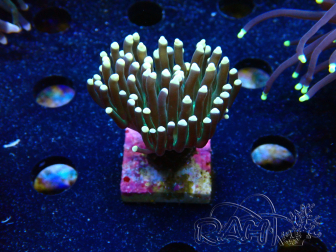 WYSIWYG Euphyllia glabrescens (Mariculture acclimaté sous LED) 8C7
