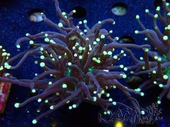 WYSIWYG Euphyllia glabrescens Nuclear Fusion (Mariculture acclimaté sous LED) 8C8